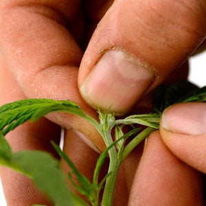fimming marijuana plant 3