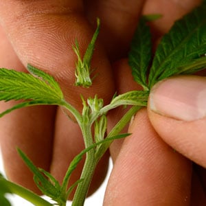 fimming marijuana plant 4