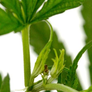 fimming marijuana plant 7