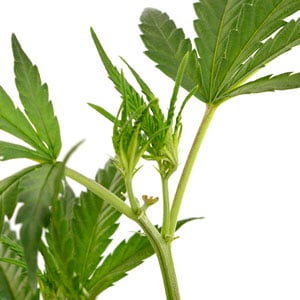 fim marijuana plant 8