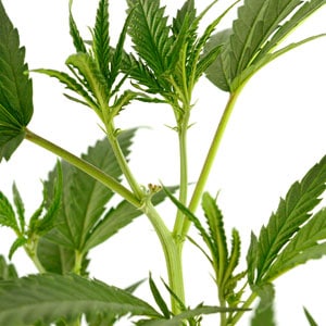 fim marijuana plant 9