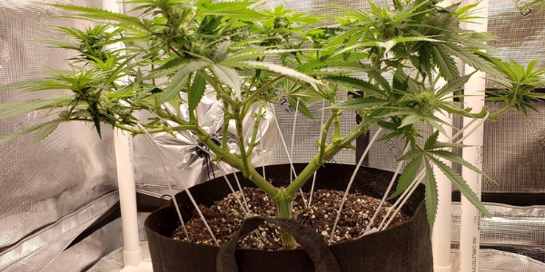 Manifolding marijuana plant