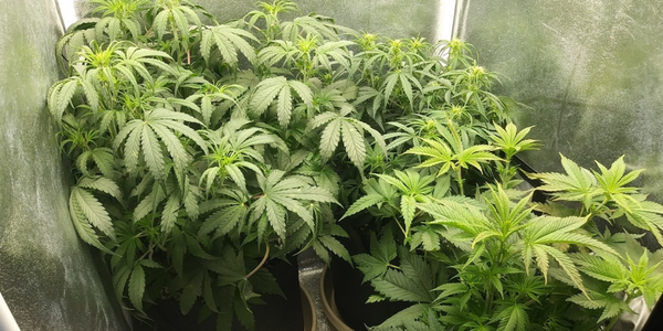 growing marijuana using CFL