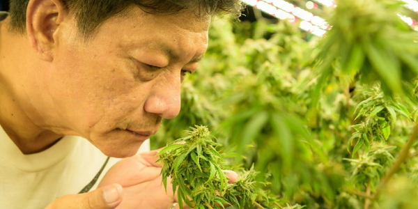 A man smelling weed plant