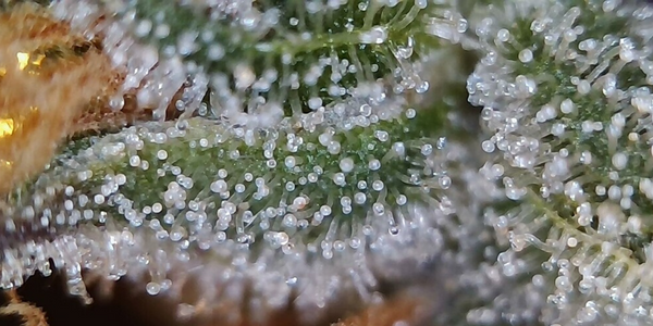 Capitate Stalked Trichomes