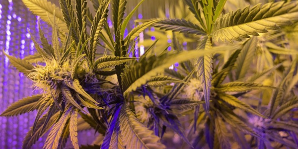 Skarklato marijuana plant growing indoors