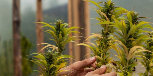 a man growing 5 marijuana plants