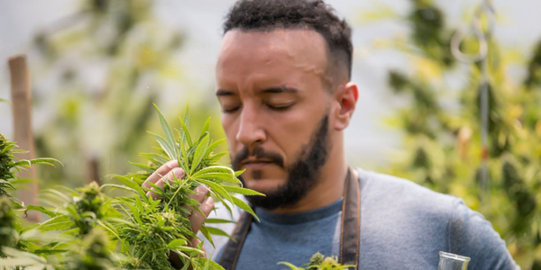 a man smelling cannabis strain