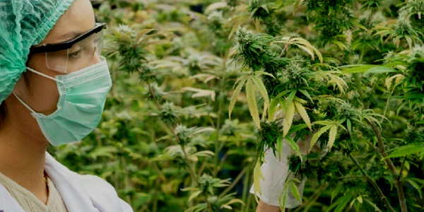 A woman crossbreeding cannabis plants