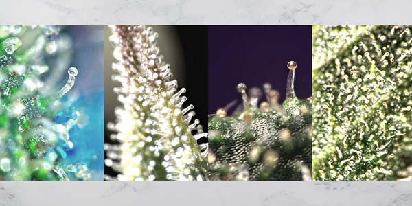different stages of trichome development