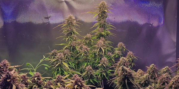 Growing Jealousy marijuana plant indoors