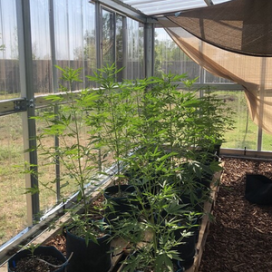 Growing Sharklato Marijuana Plant Indoors