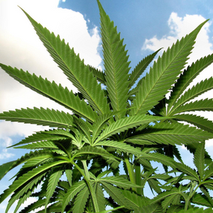 Growing Sharklato Marijuana Plant Outdoors