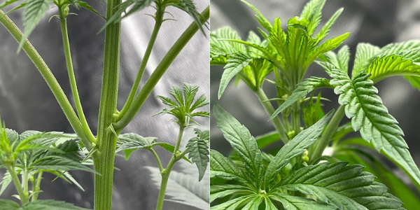 male and female marijuana plants for crossbreeding