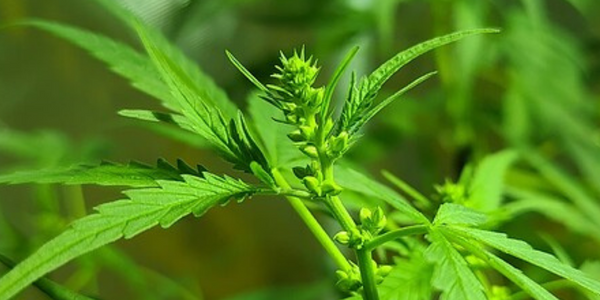 Pollen of male marijuana plant for crossbreeding