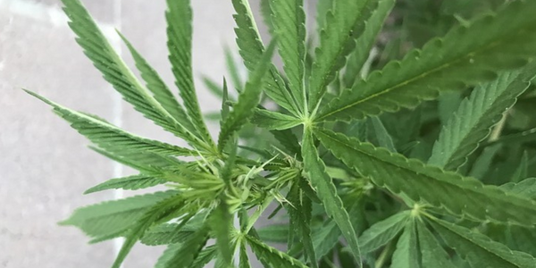 Week 5: Cannabis Pre flowering stage