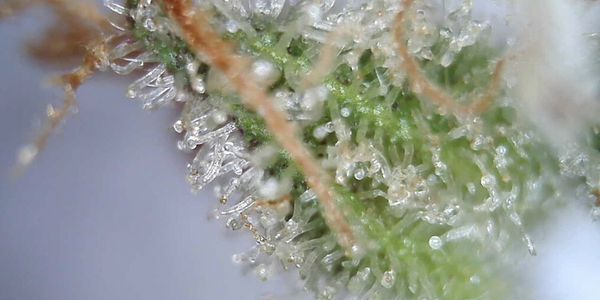Produce more trichomes