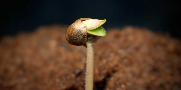 Marijuana crossbred seedling