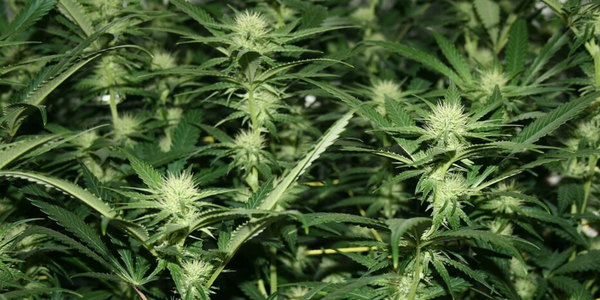week 7 of flowering marijuana plant