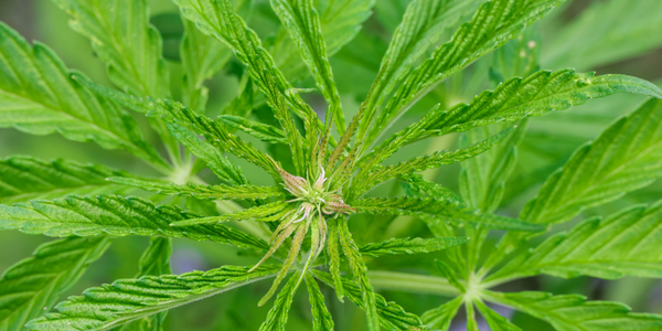 Moonbow cannabis strain flowering